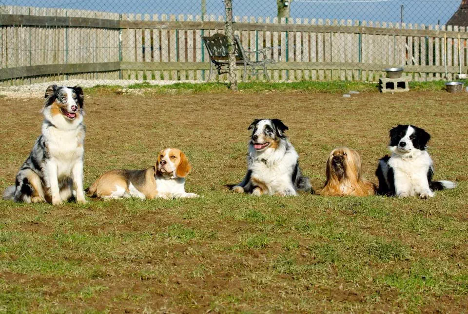 Kennzeichen einer guten Welpengruppe - Yellowstone Australian Shepherds