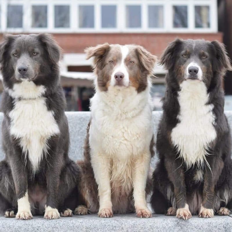 DiluteGen Yellowstone Australian Shepherds