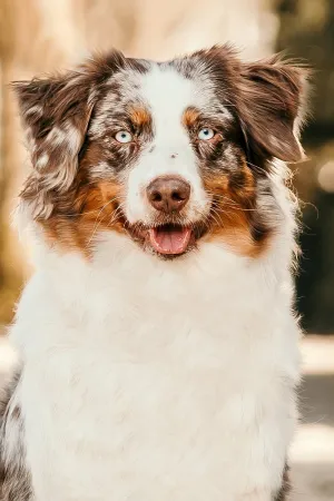 Akira_portrait Akira_portrait