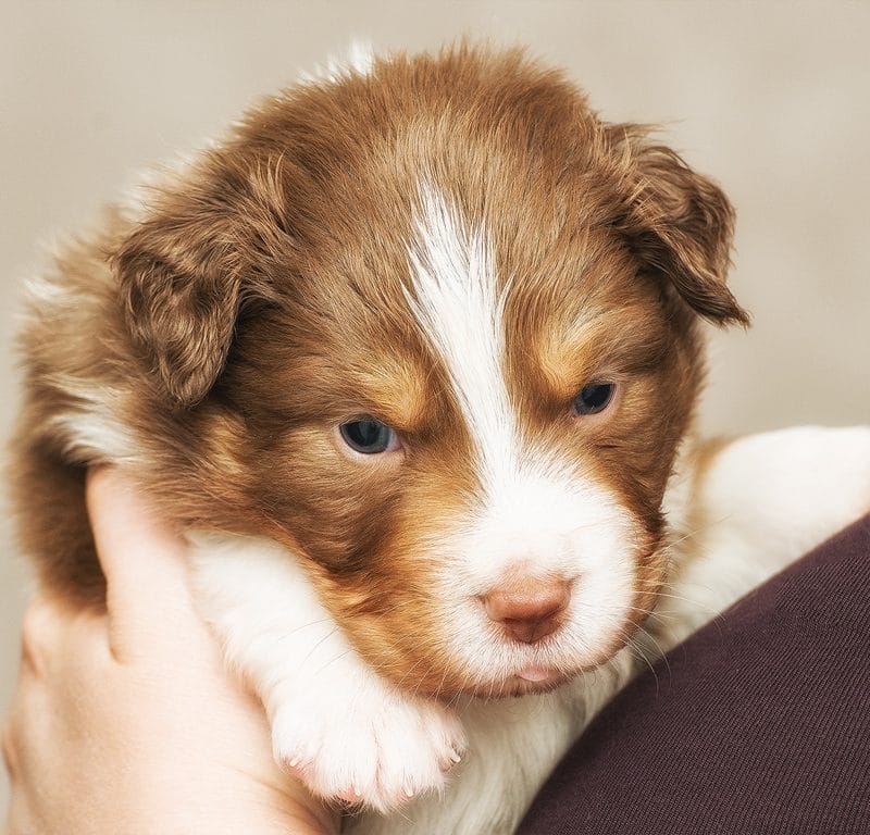 Welpen Yellowstone Australian Shepherds
