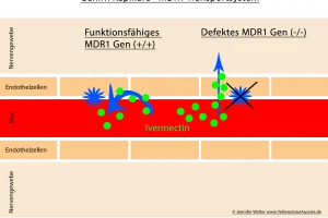 Ein MDR1-Gen-Defekt ist ein Defekt im MDR1-Gen, welches gelegentlich bei bestimmten Hunderassen auftreten kann. Bei der Medikation ist Vorsicht geboten.