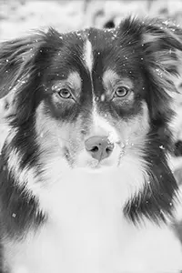 layla_portrait1