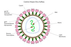 Das Canine Herpesvirus Typ 1 ist ein Herpes Virus das speziell den Hund befällt. Herpes Viren sind für jede Tierart spezifisch, d.h. der Hund kann sich z.B. nicht beim Menschen anstecken. Besonders gefährlich ist das Virus, wenn eine erkrankte Hündin trächtig ist und Welpen zur Welt bringt. Der Canine Herpes Virus ist der Hauptgrund für plötzliches Welpensterben kurz nach der Geburt oder für sehr kleine Würfe oft auch mit Todgeburten.