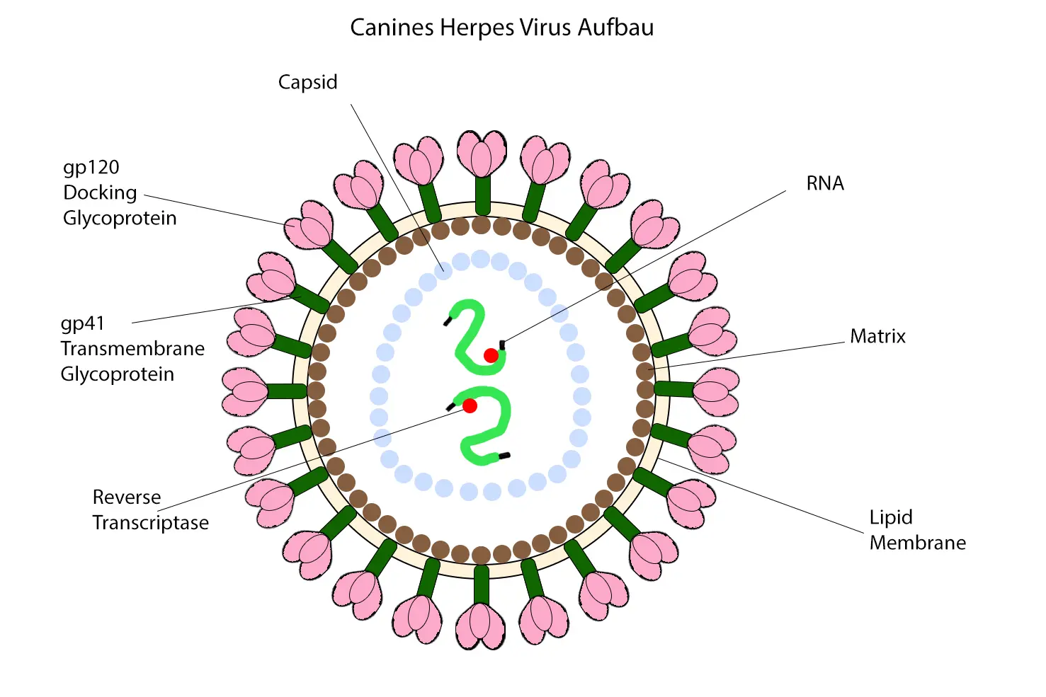 Canines Herpesvirus Typ 1 Yellowstone Australian Shepherds