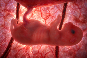info_entwicklungmutterleib_tag28b
