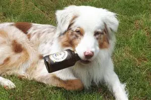 Obwohl unsere Welpen während der Aufzucht bei uns auch mit Knall-& Raketengeräuschen auf Silvester vorbereitet werden, kann es nicht schaden euch noch ein paar weitere Tipps mit auf den Weg zu geben, damit eure Hunde auch später gerne Silvester feiern :-)