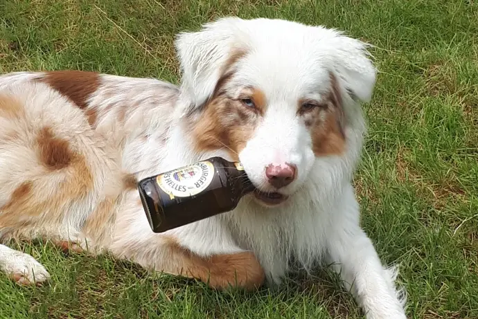 Silvester-Prophylaxe - Yellowstone Australian Shepherds