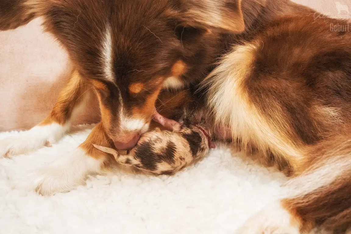 Wie wird mein Aussie ein Zuchthund? - Yellowstone Australian Shepherds