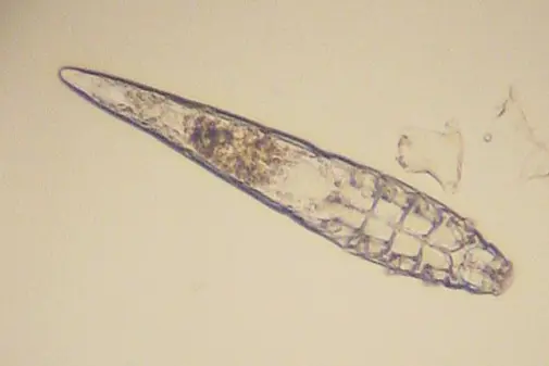 Demodex Milben - Yellowstone Australian Shepherds