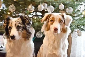 Eigentlich achten wir immer auf unsere Haustiere, nur zu Weihnachten geht alle Jahre wieder alles drunter und drüber und passiert die ein oder andere Unachtsamkeit und schon ist ein Unfall passiert. Auf diese 6 Dinge, solltest du zur Weihnachtszeit unbedingt achten: