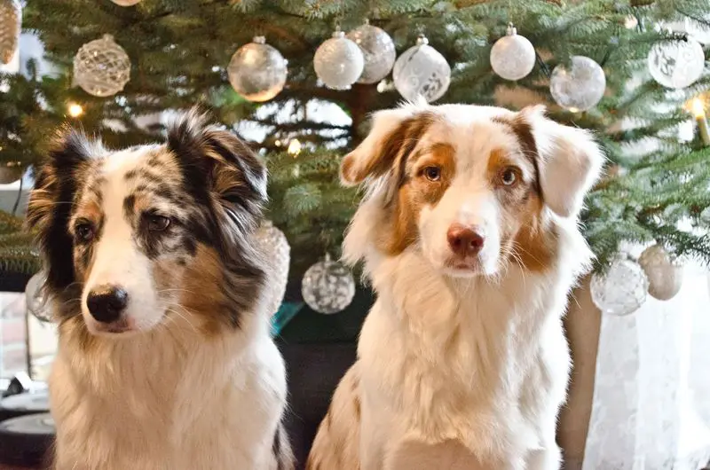 Gefahren an Weihnachten - Yellowstone Australian Shepherds
