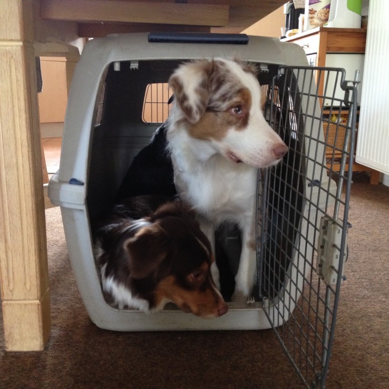 Welpen an Box gewöhnen Yellowstone Australian Shepherds