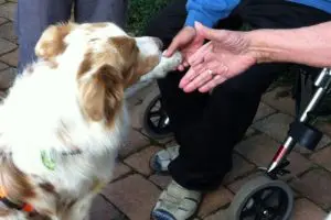 Der Australian Shepherd eignen sich sehr gut zur Ausbildung als Therapie- oder Assistenzhund. Der Einsatz von Hunden zu Therapiezwecken nimmt immer mehr zu, deshalb möchte ich die Unterschiede, der einzelnen