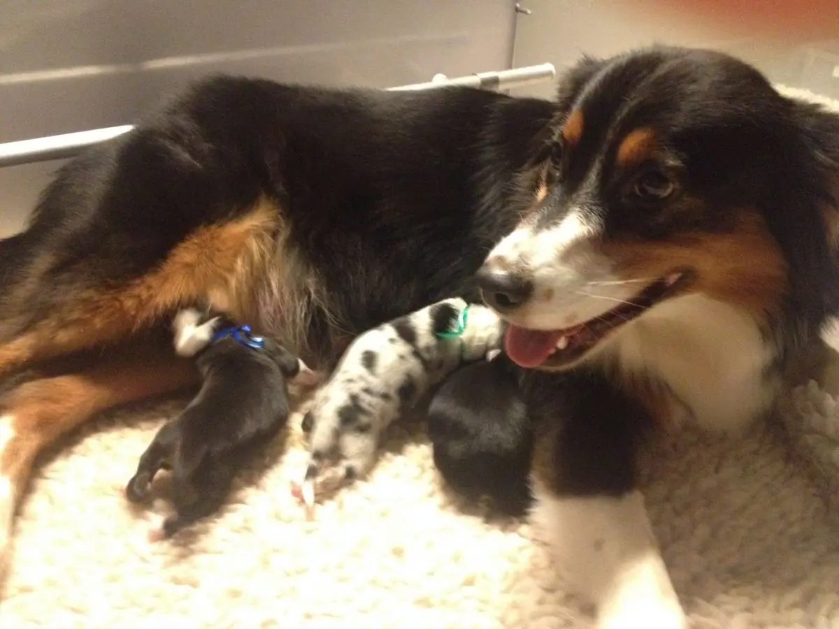 Unsere erste Doppelverpaarung - Yellowstone Australian Shepherds