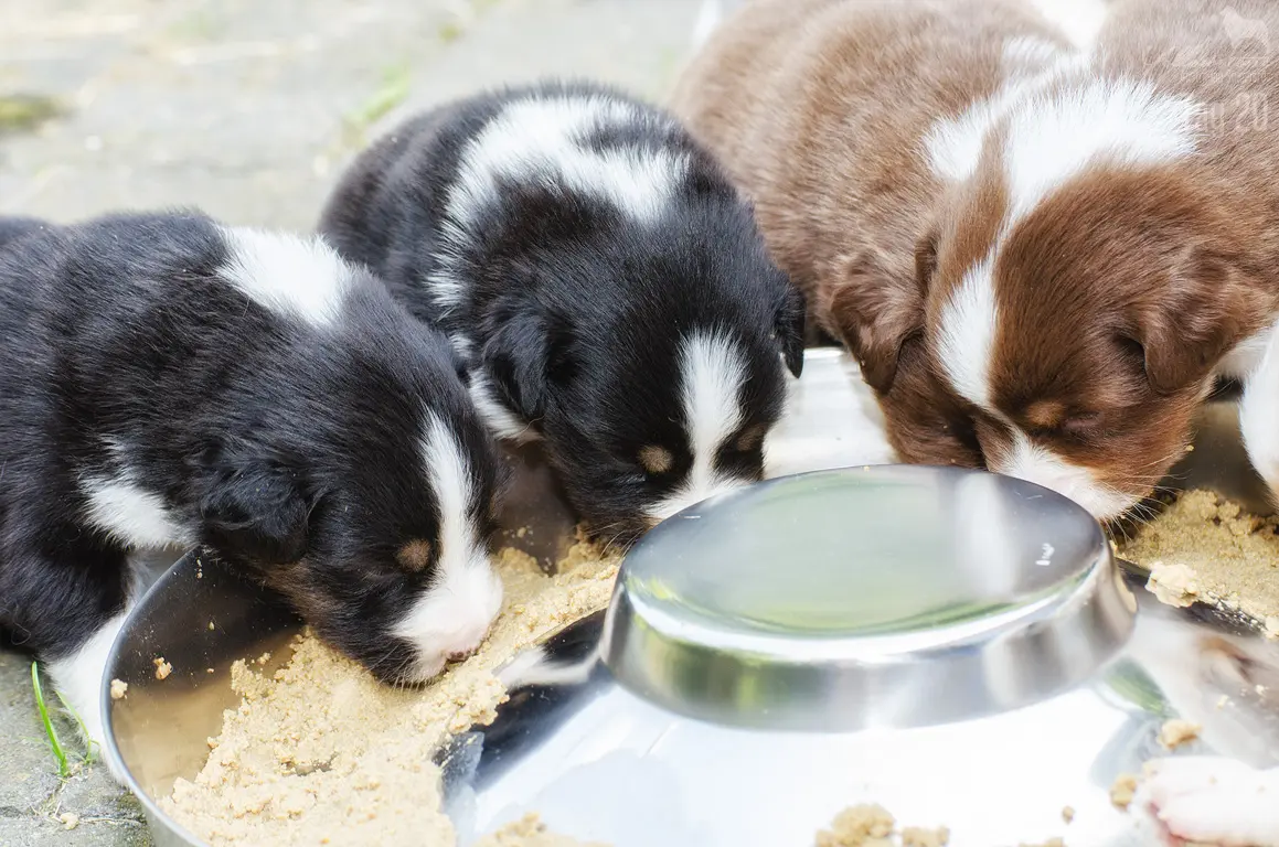 Futterbestellung - Yellowstone Australian Shepherds
