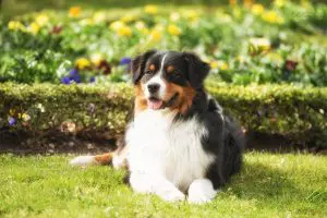 Auf dieser Seite möchte ich euch verschiedene Grundkommandos erklären, die euer Welpe in der nächsten Zeit erlernen sollte und vor allem möchte ich euch Wege aufzeigen, wie ihr diese dem Hund beibringt. Zunächst musst du die klassische und operante Konditionierung verstehen, damit du weißt, wie dein Hund lernt.
