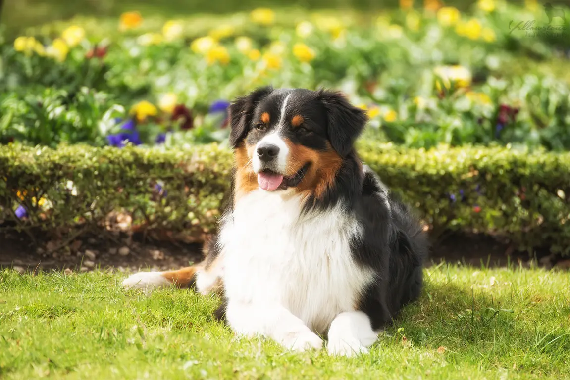 Grundkommandos erlernen - Yellowstone Australian Shepherds