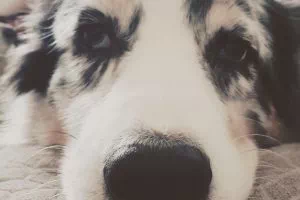 Australian Shepherds freuen sich übe geistige Auslastung und damit ihnen nicht langweilig wird, nachfolgend ein paar einfache Ideen, wie ihre eure Hunde z.B. auch bei schlechtem Wetter innen beschäftigen könnt.
Bitte lasse deinen Hund niemals unbeaufsichtigt mit den Spielzeugen spielen!