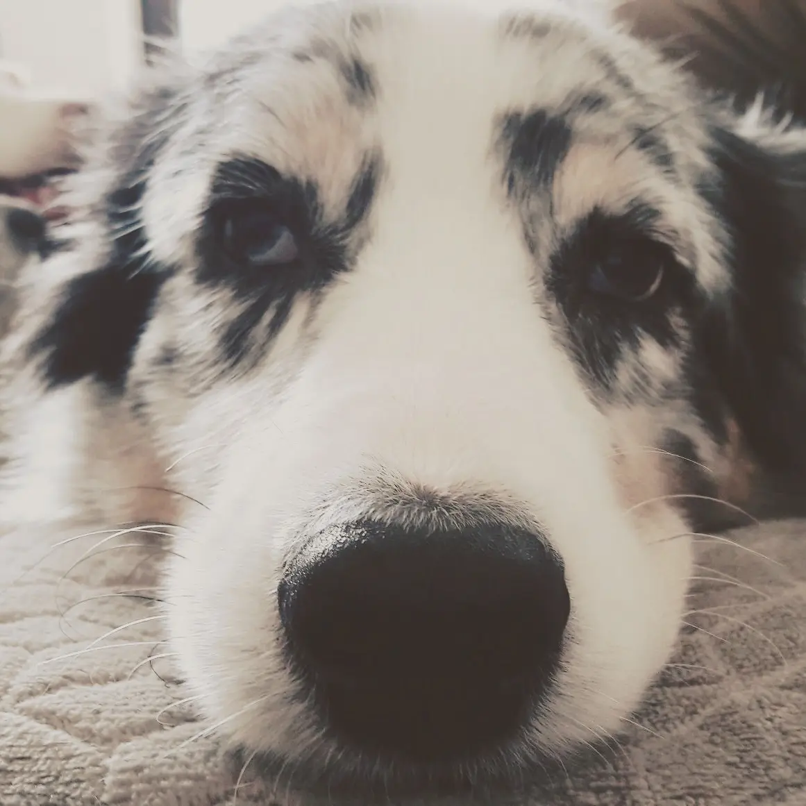 Indoor Beschäftigungsmöglichkeiten - Yellowstone Australian Shepherds