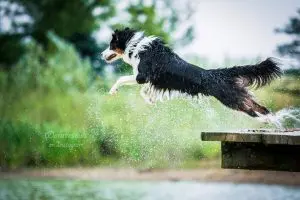 Unter der malginen Hyperthermie (veraltet auch maligne Hyperpyrexie oder Narkose-Hyperthermie-Syndrom genannt) versteht man eine lebensbedrohliche Komplikation bei einer Narkose. Wenn der Hund eine entsprechende genetische Disposition trägt, führt das Narkosemittel zu einer Stoffwechselentgleisung in der Skelettmuskulatur. Es sind sowohl der Mensch, als auch Hunde, Schweine und Pferde gefährdet.