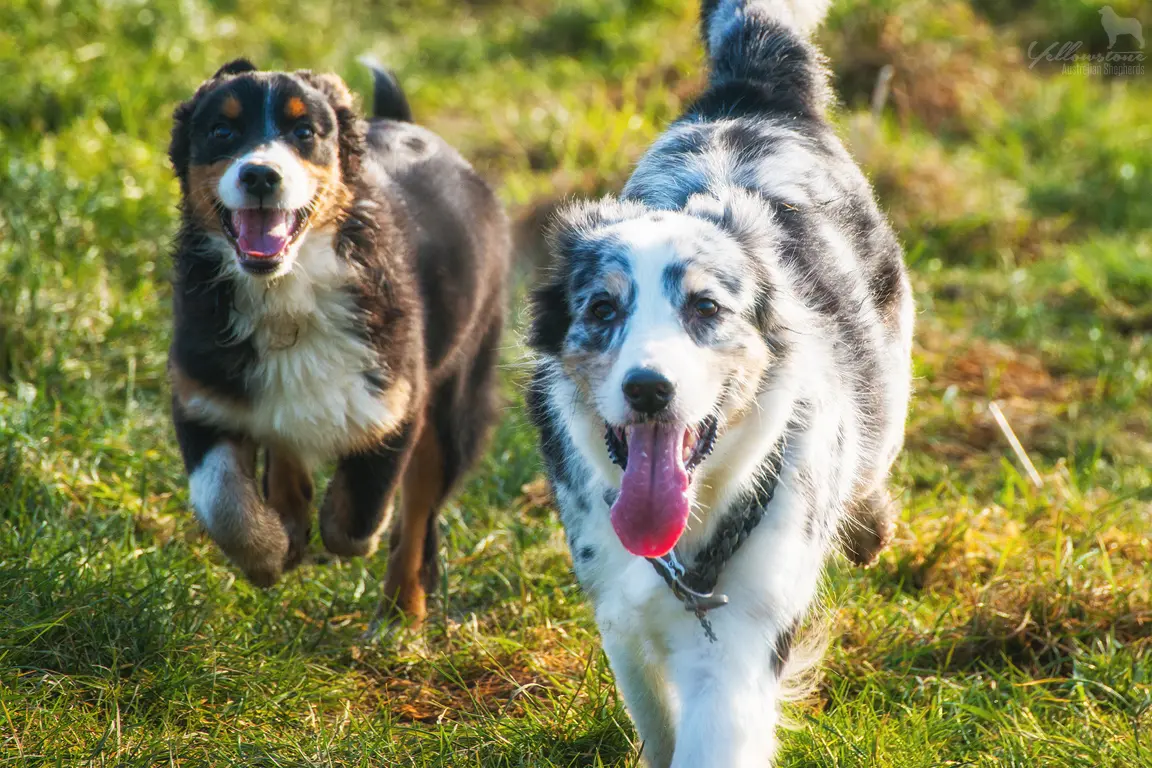 Integration eines zweiten Hundes - Yellowstone Australian Shepherds