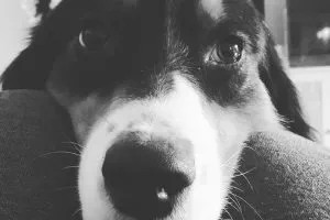 Bei der Rasse Australian Shepherd gibt es drei grundlegende Dinge zu beachten, auf die du als neuer Halter dein Augenmerk legen solltest, damit dein Hund dir Freude bereitet.
Lernen junge Aussies diese drei goldenen Regeln nicht kennen, ist die Wahrscheinlichkeit hoch, dass der Hund nicht mehr handelbar ist und sein Zuhause verliert und so zu einem Problemhund bzw. Wanderpokal wird.