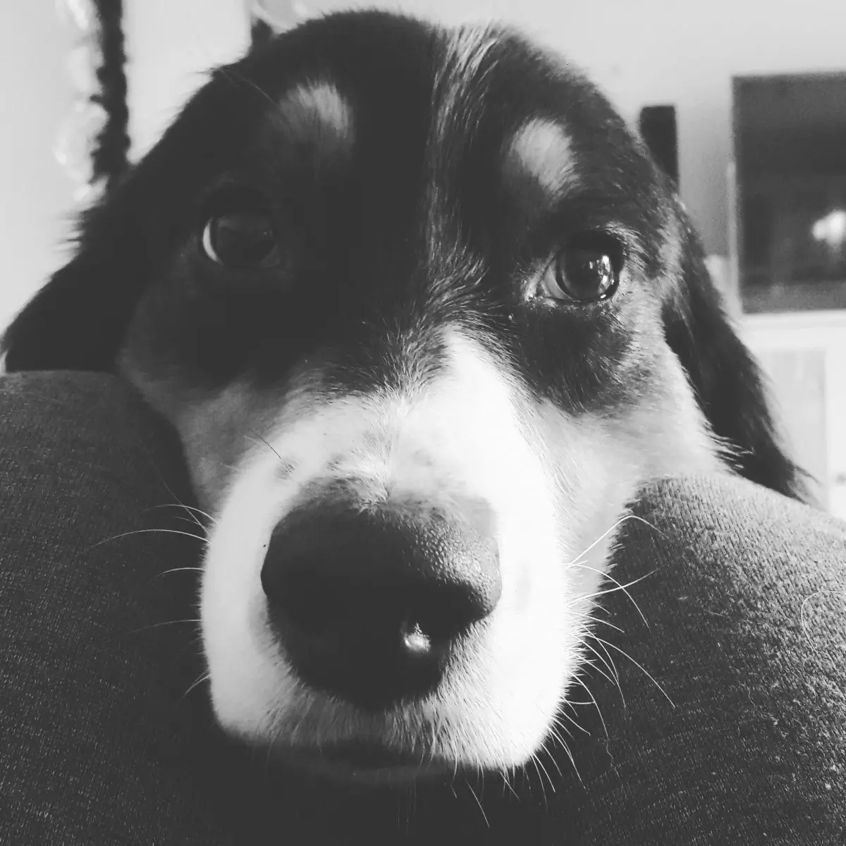 Frustration, Ruhe & Beisshemmung - Yellowstone Australian Shepherds