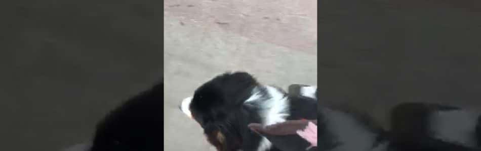 Seven-Quincy-Mogli-Welpen-Benji-geht-bei-Fuss-Beitragsbild.jpg Seven-Quincy-Mogli-Welpen-Benji-geht-bei-Fuss-Beitragsbild.jpg