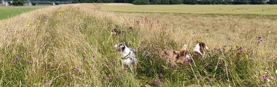 Unsere-Hunde-Schmetterlinginvasion-Beitragsbild.jpg Unsere-Hunde-Schmetterlinginvasion-Beitragsbild.jpg