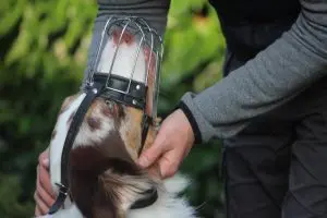 Einsatzmöglichkeiten von Maulkörben