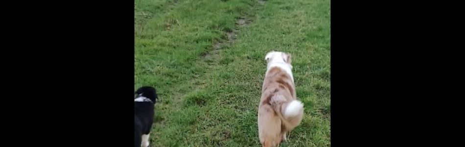 Unsere-Hunde-Unser-Rudel-Dezember-2018-Beitragsbild.jpg Unsere-Hunde-Unser-Rudel-Dezember-2018-Beitragsbild.jpg