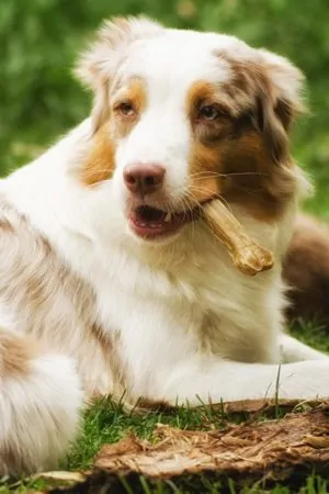 Maisy-Zuchtportrait.jpg Maisy-Zuchtportrait.jpg