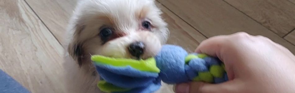 Phoebe-Kid-Welpen-Effie-apportiert-Beitragsbild.jpg Phoebe-Kid-Welpen-Effie-apportiert-Beitragsbild.jpg
