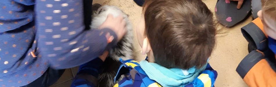 Seven-Henry-Welpen-Kinder-volle-Dröhnung-Beitragsbild.jpg Seven-Henry-Welpen-Kinder-volle-Dröhnung-Beitragsbild.jpg