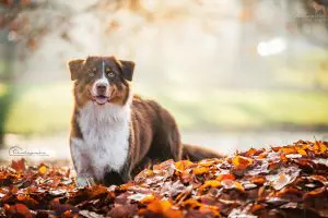 Empfehlungen Hundeschulen / Hundetrainer