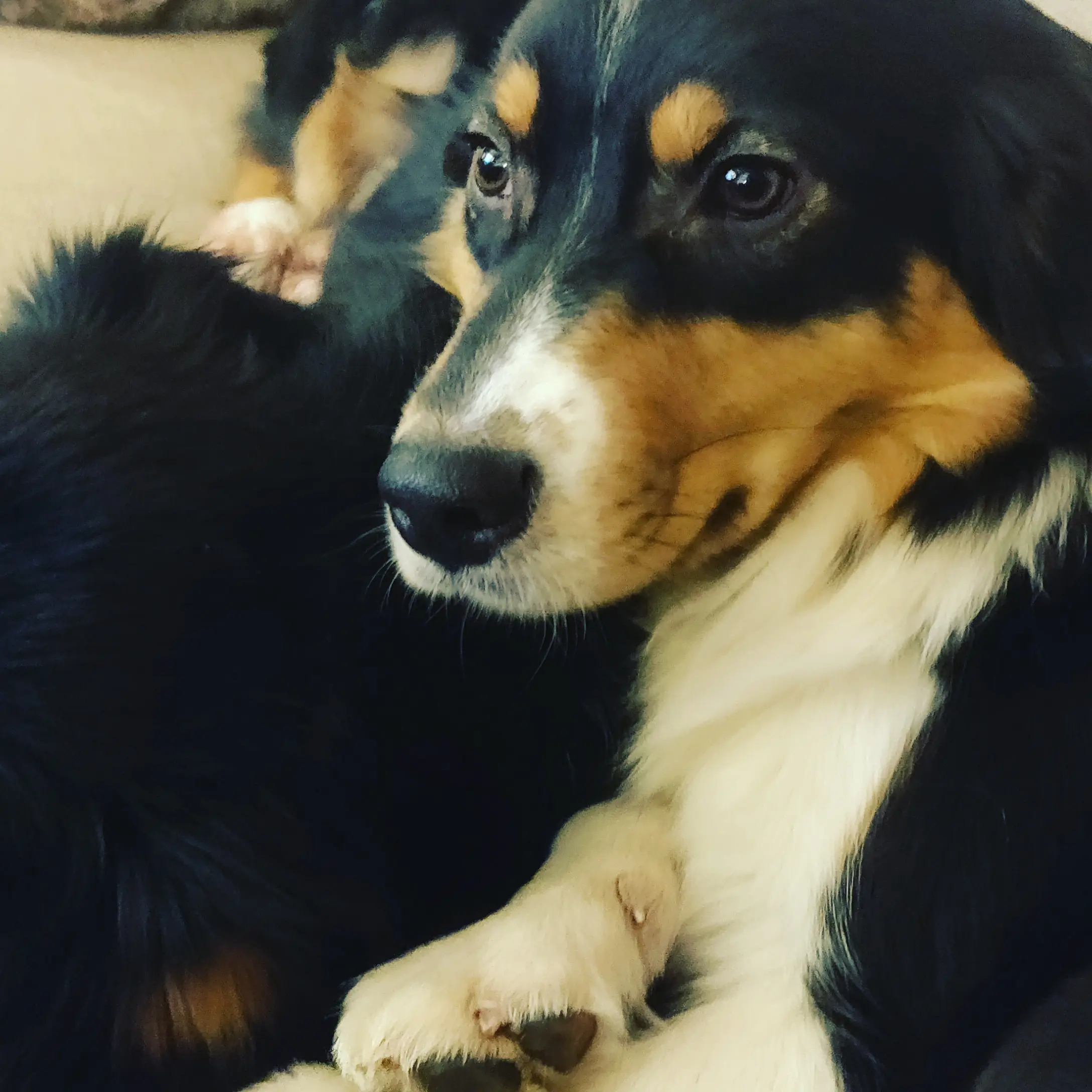 Übersprungshandlungen - Yellowstone Australian Shepherds