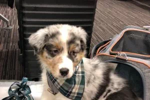 Hund in die USA importieren