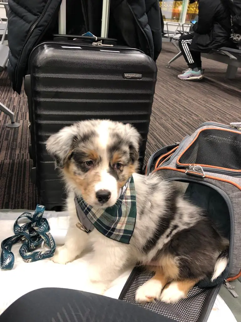 Hund in die USA importieren - Yellowstone Australian Shepherds
