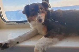 Hund nach Schweden importieren
