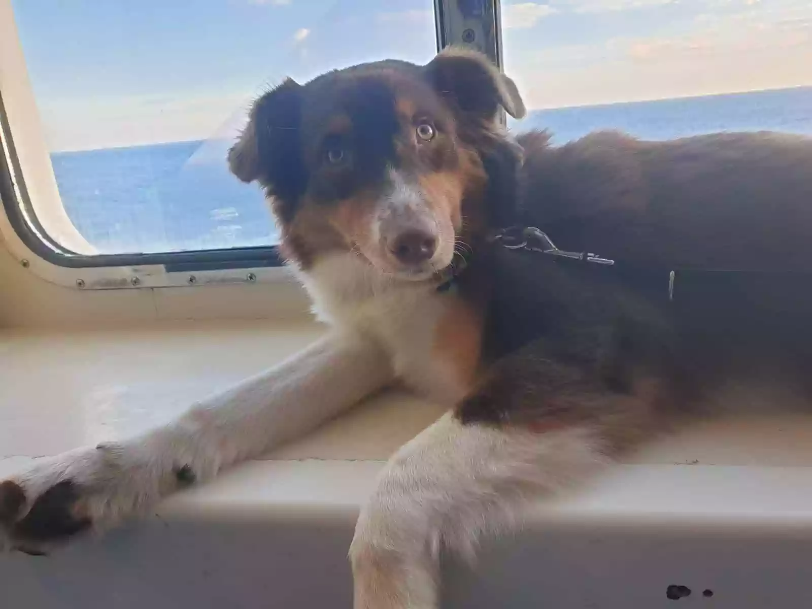 Hund nach Schweden importieren - Yellowstone Australian Shepherds