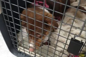 Hund nach Großbritannien importieren
