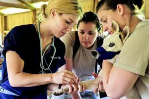 Tierarzt Behandlung