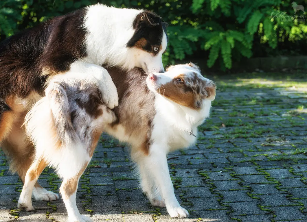 Der Deckakt - Yellowstone Australian Shepherds