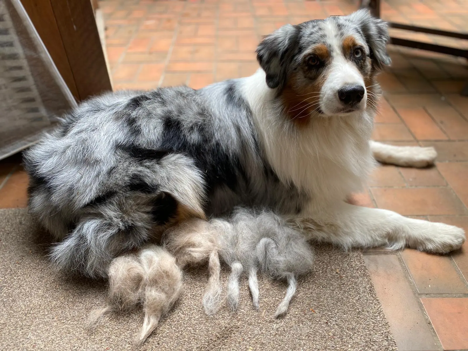 Scheinträchtigkeit und Scheinmutterschaft - Yellowstone Australian Shepherds