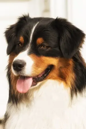 Brego-portraitBild.jpg Brego-portraitBild.jpg