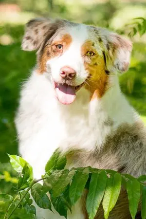 Leia-portraitBild.jpg Leia-portraitBild.jpg