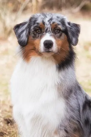 Phoebe-portraitBild.jpg Phoebe-portraitBild.jpg