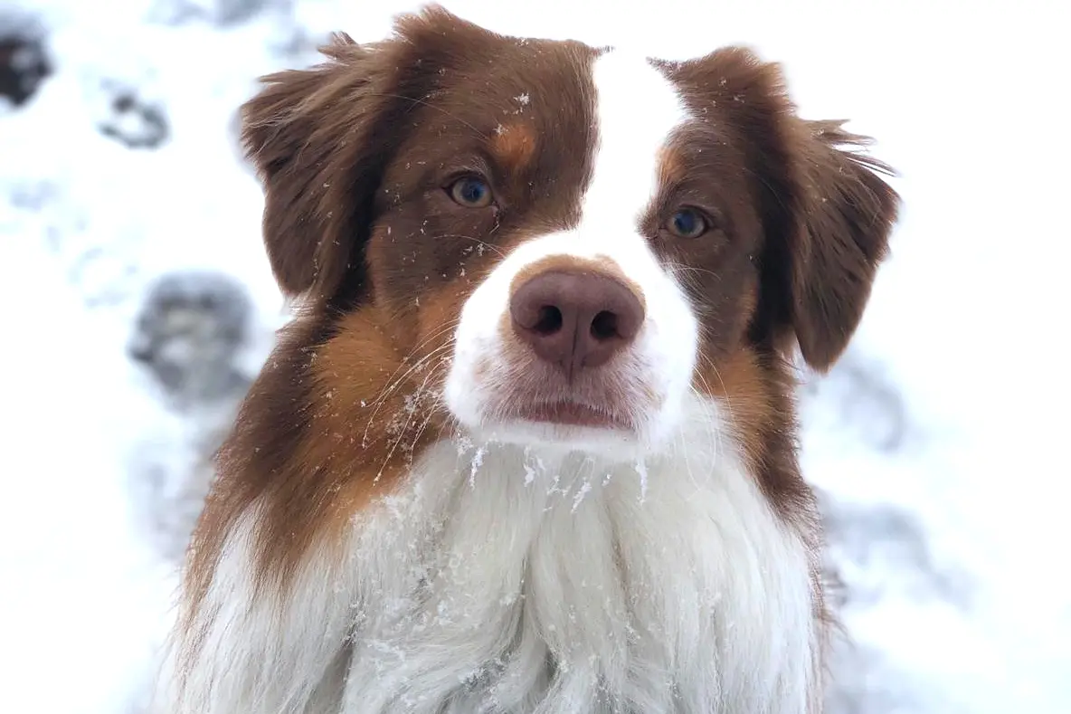 Schnee-Gastritis - Yellowstone Australian Shepherds