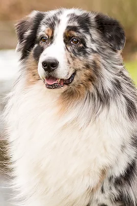 Filou-portraitBild.jpg Filou-portraitBild.jpg