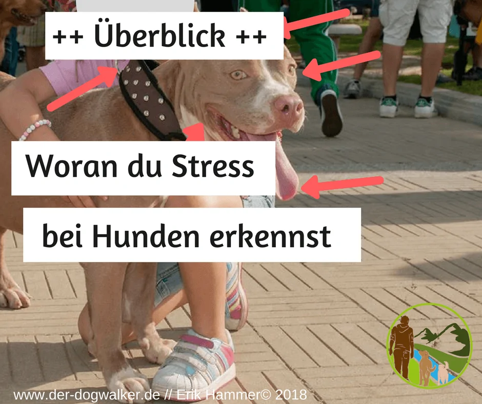 Woran du Stress beim Hund erkennst » Der Dogwalker
